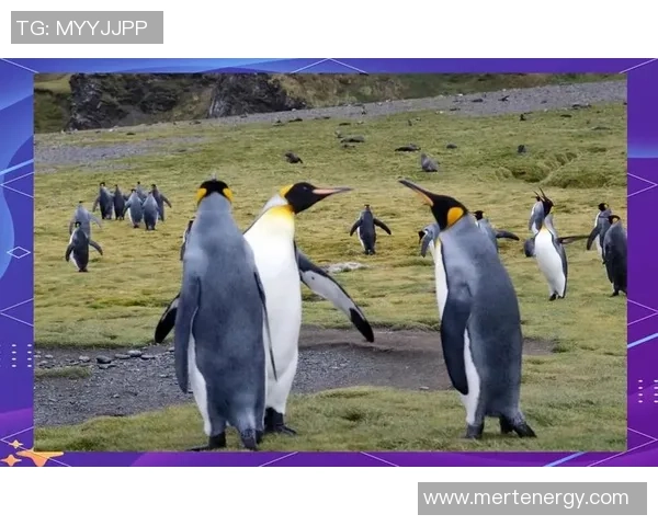 足球大航海：探索全球足球文化与传奇球队的奇妙旅程